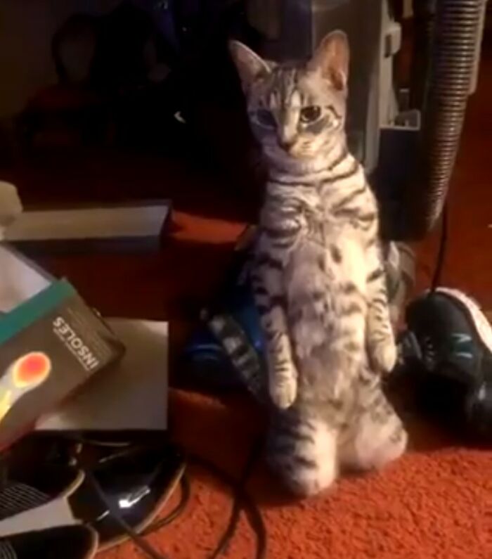 Nosey-Neighbors-Pets-Photos