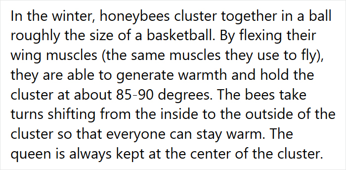 Beekeeper Shares What Bees Do To Stay Warm During Winter Because They Don't Hibernate