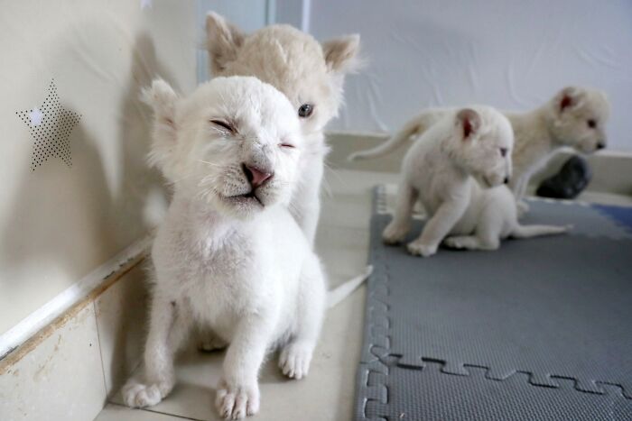 Extremely Rare White Lion Quadruplets Prepare To Meet Public For The First Time After Being Born Extremely Rare White Lion Quadruplets Prepare To Meet Public For The First Time After Being Born