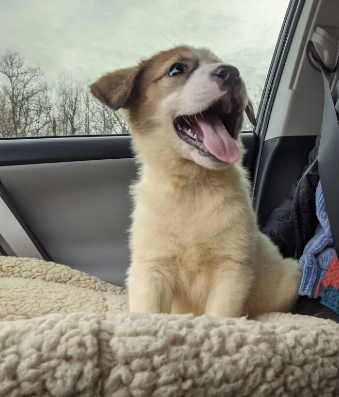 Today We Adopted Charli