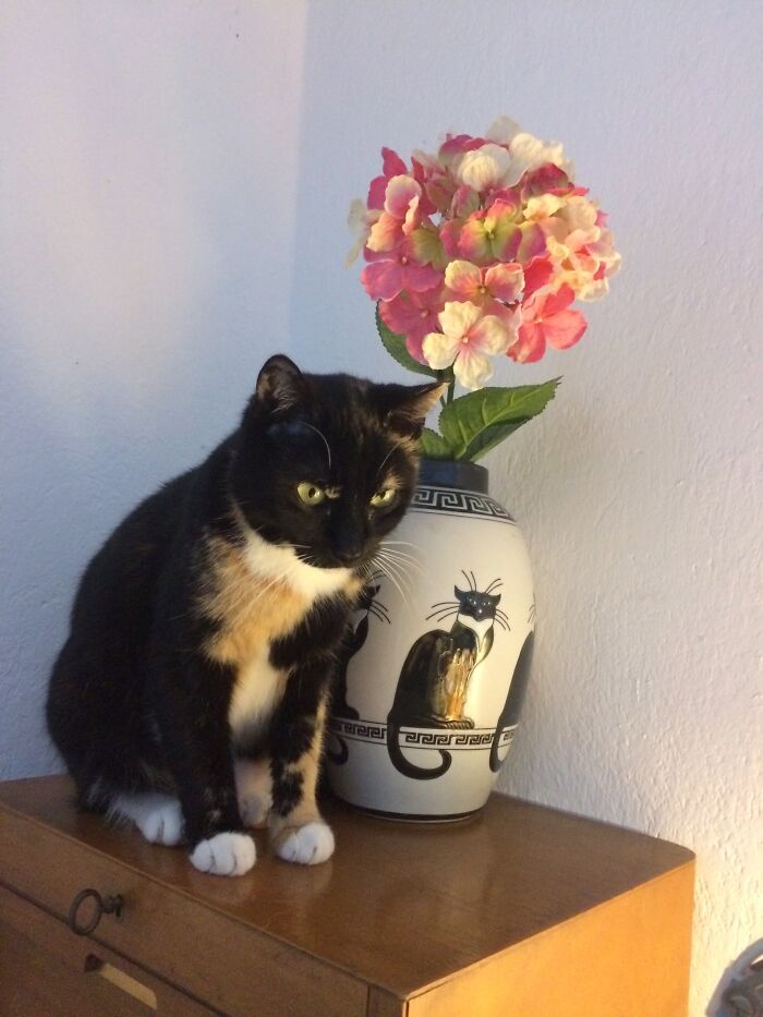 The Matching Patch On The Vase Was A Reflection Of The Sun.