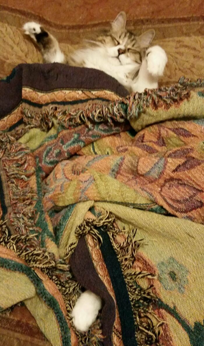 It's Amazing How They Can Stretch Out Like Anacondas When They Want To Hog The Bed