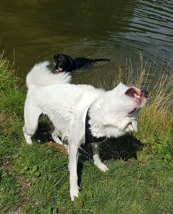 Blue The Husky. It Took Me A Moment To Figure This Out..