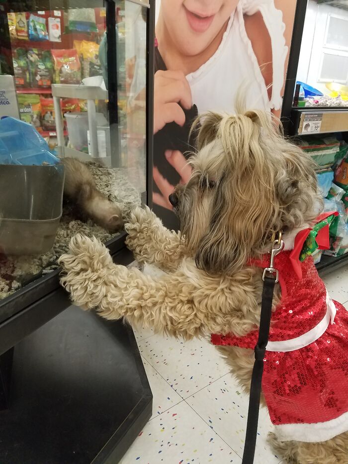 All I Want For Christmas Is A Critter To Chase!