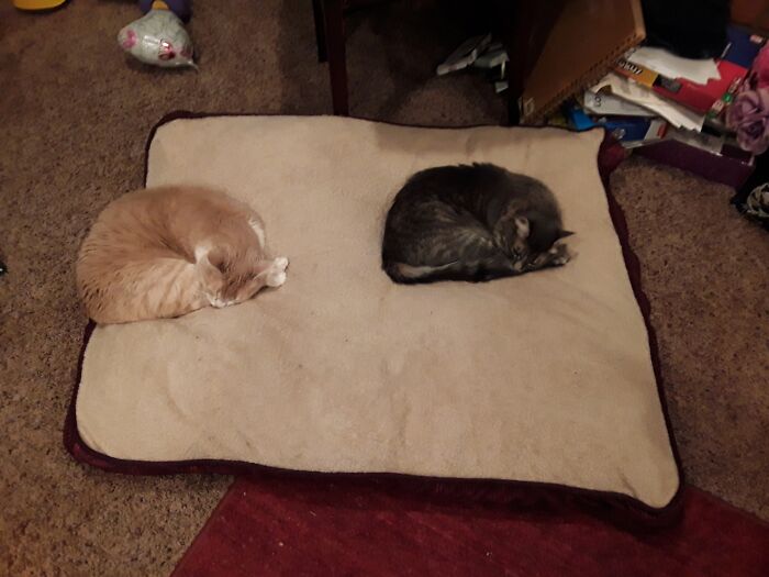 Not Really Funny But I'm Questioning How This Happened