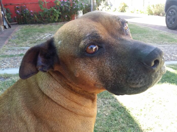 My Dog Bella. I Think This Is A Good Photo