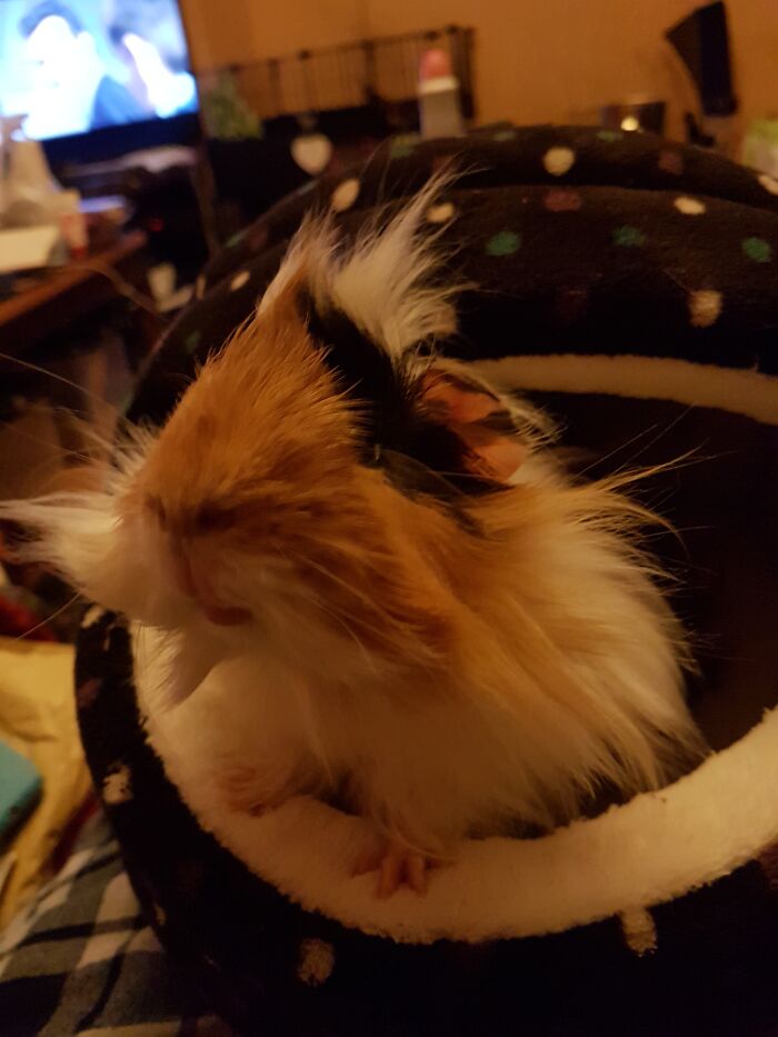 My Peruvian Guinea Pig Patches, Absolute Cutie Pie :d