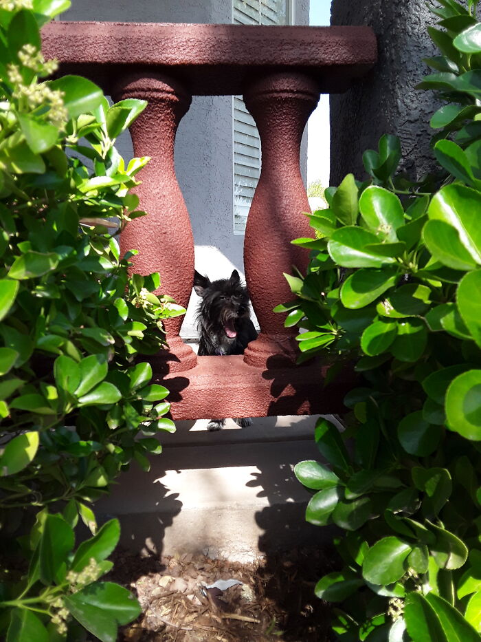 Froggy Doing I Do Not Know What