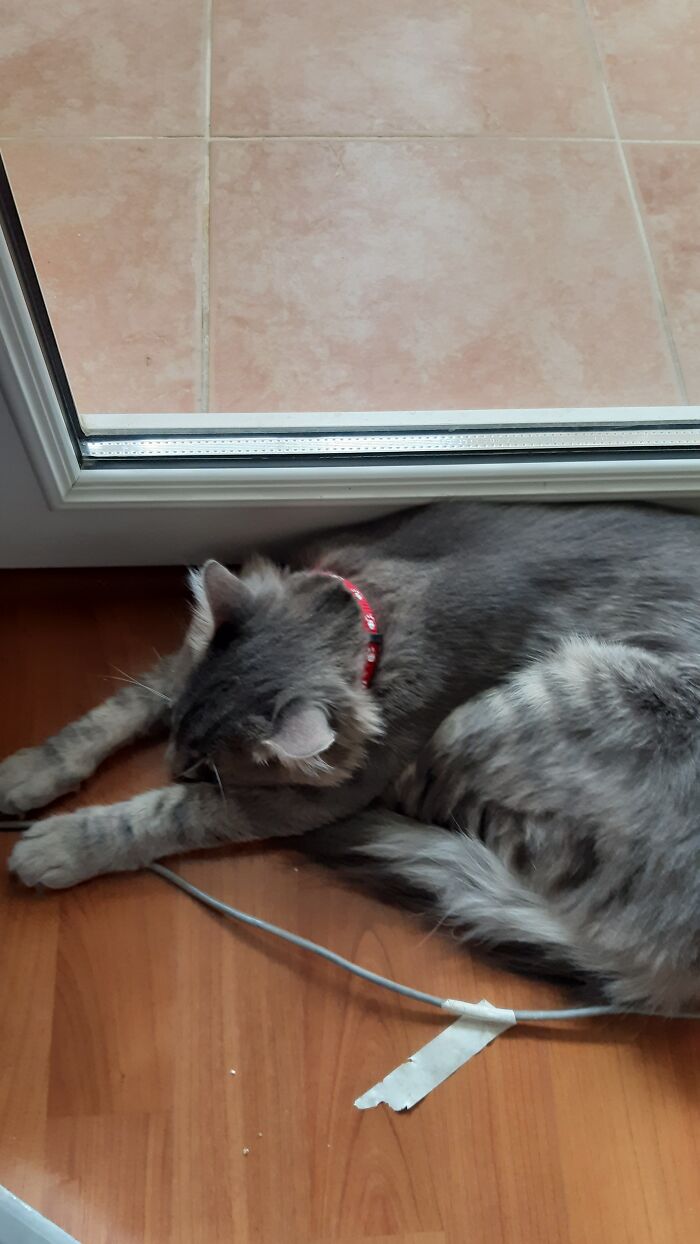 His Favourite Nap Position. "I Am Booored"