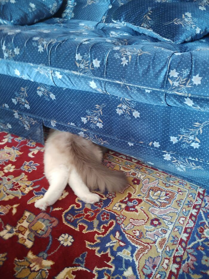 My Cat Refusing To Come Out From Under The Couch