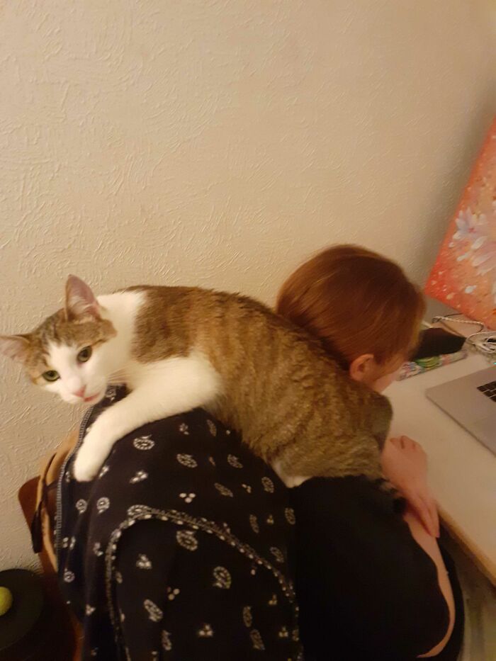 Parrot Cat Strikes Again