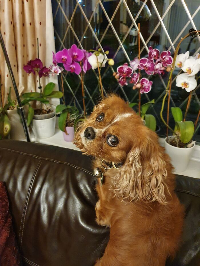 My Lovely Corky Waiting For Daddy