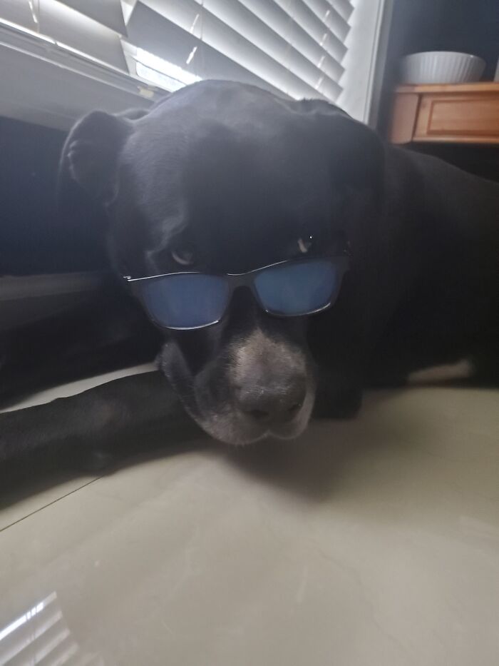 Maxwell Peering Over Glasses