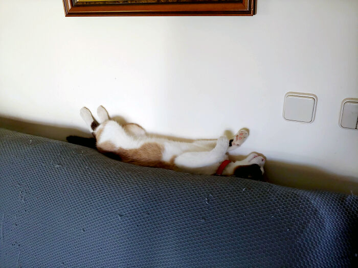 Scratch My Belly... If You Dare!