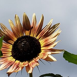 virginiemichaud avatar