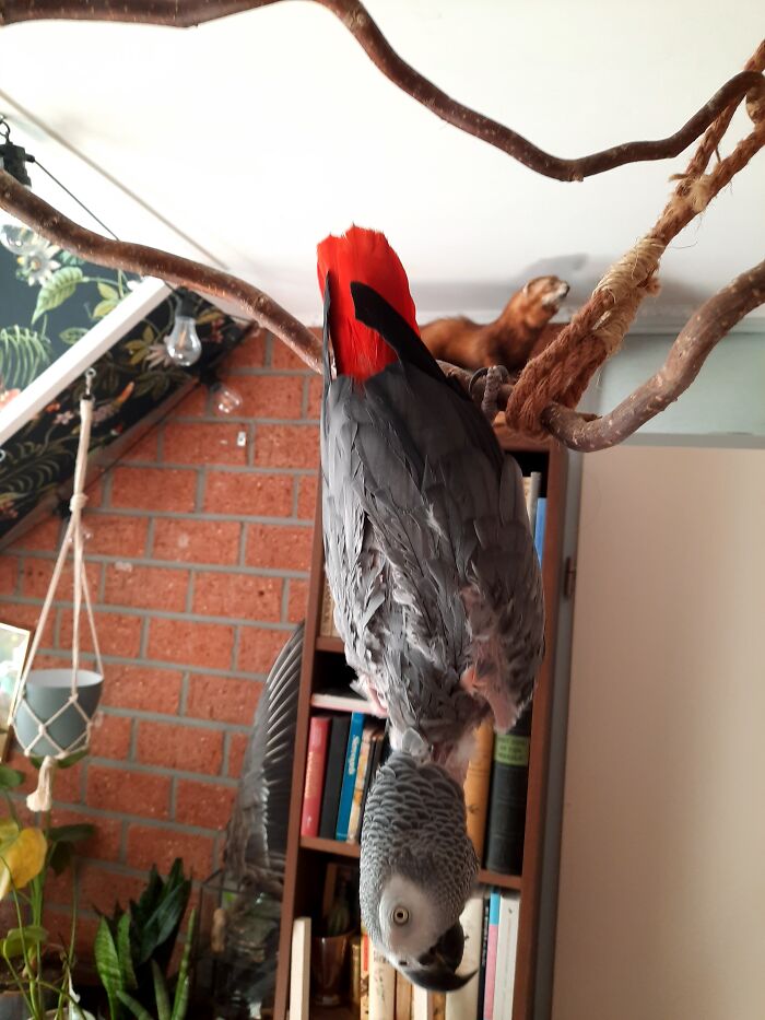 I Run A Small Sanctuary In The Netherlands, Do I Got Quite A Few Birds!