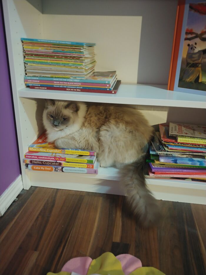 He Just Loves My Hoard Of Nostalgia Books