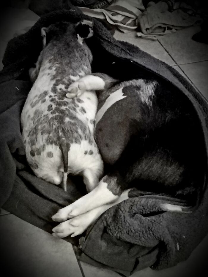 Ella And Irving, My Rescue Pigs. Ella Has A Naked Belly Because I Had Just Brought Her Home From The Vet After Her Spay. Her Sweet Brother, Irving, Made Sure She Got Lots Of Extra Snuggles.