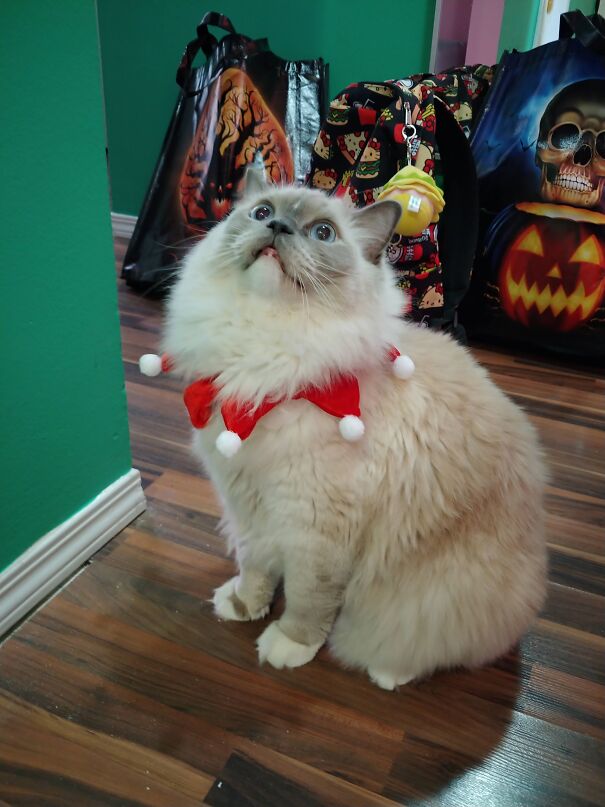 This Is Sumo, Dressed Up For Halloween.i Love You My Floof