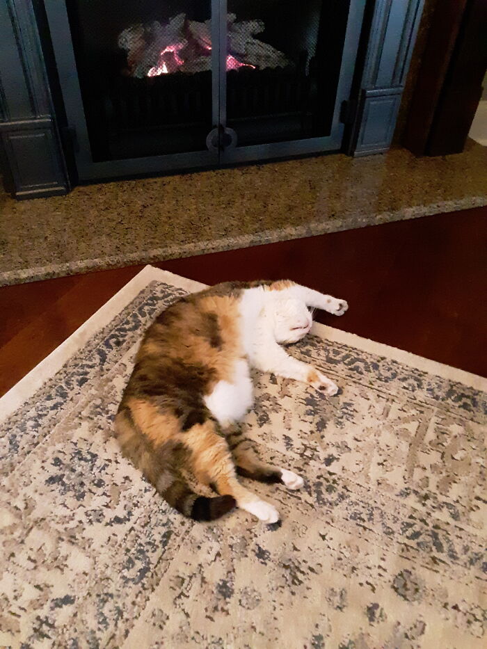 Our Lily, Basking In The Warmth Of The Fire