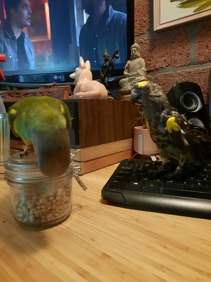 Koda And Checkie. Watching Some Spn With Me.