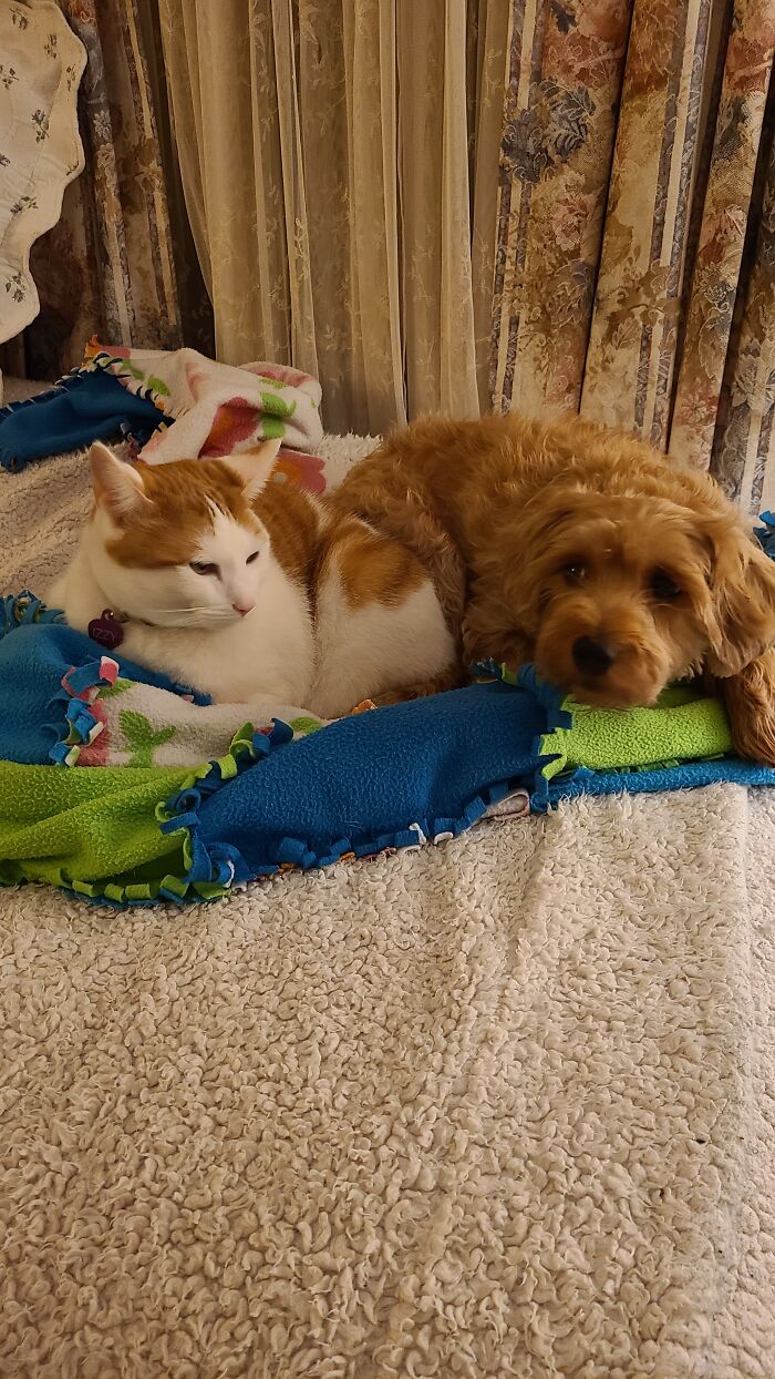 My Dog Found Our Adopted Stray, Izzy. She Absolutely Adores Her. In Fact, I Think She Wants To Be A Cat When She Grows Up. However, When Izzy Is That Close, She Remembers Those Sharp Bits...