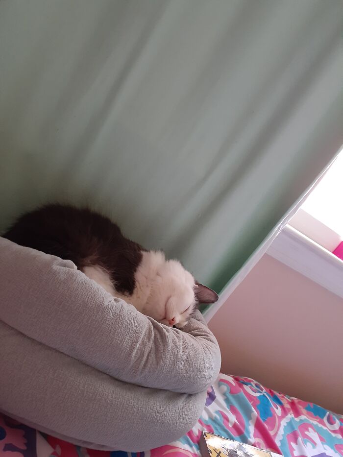 My Cat Loves The Bed In My Room So Much