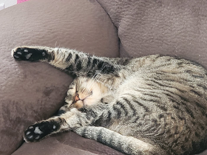 I Think My Kittles Is Broken...