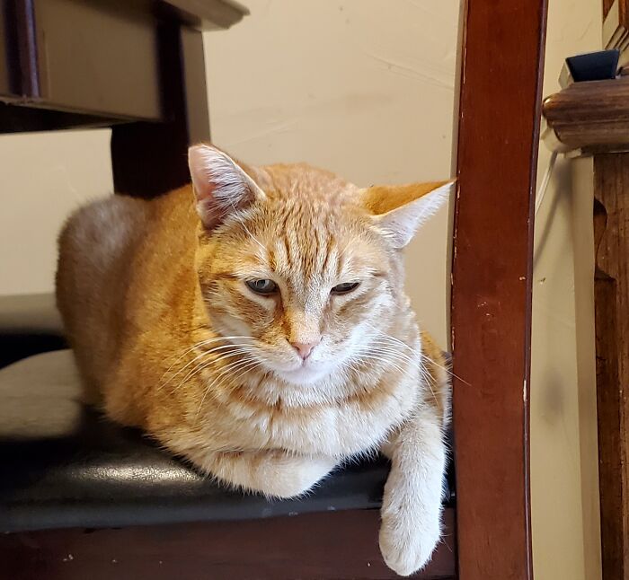 Pancake Is Not Happy Because I Called Him Fatty Mcfatterson