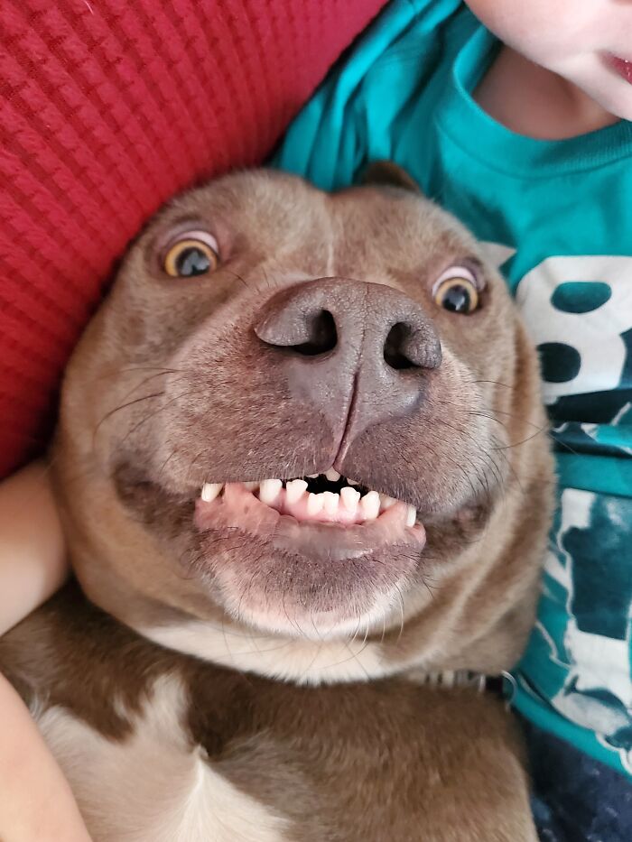 Homeschooling Assistant *everything Is Fine. Really!*