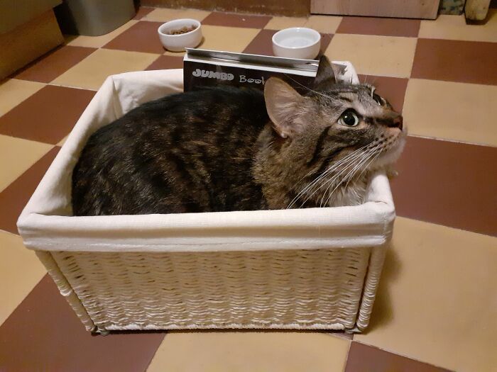 I Was Trying To Do Some Crafts. He Decided He Wants My Undivided Attention.