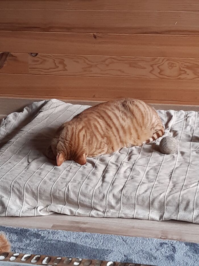 Sleeping In Faceplant Position