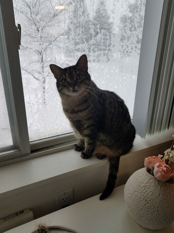 Kithkin's First Winter In Our New Home