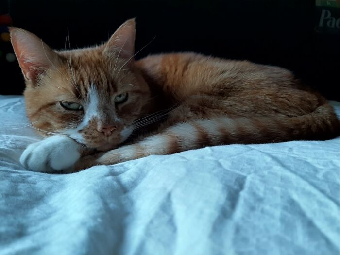 Our Cat Juul, Always Zen . . .