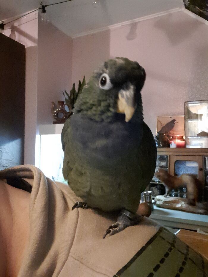Pieuwtie The Pionus Maximiliani