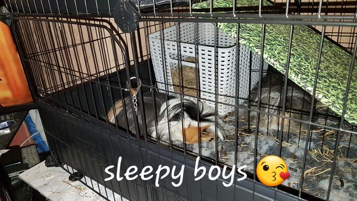 My Two Baby Boys Having A Snooze