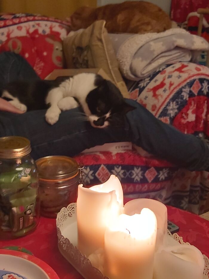 Jimmy Wouldn't Let Us Cuddle Him When He Was A Kitten. Now He Insists On Cuddling Us. Usually In A Position That Is Uncomfortable For Us!