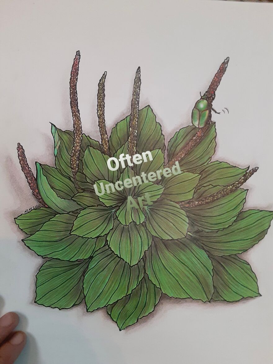 Broadleaf Plantain & Junebug (Technically Colored Pencil, But I Own No Paints)
