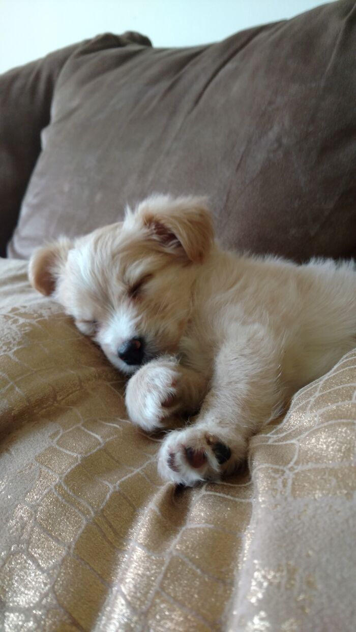 Sophie Looking All Cute As A Puppers.