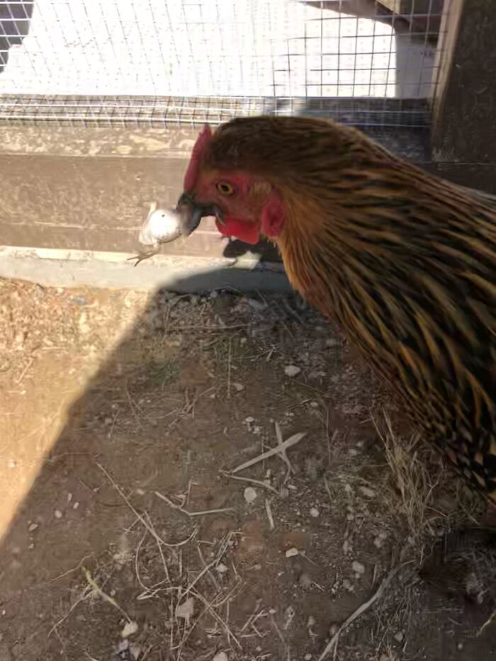 Not A Great Day For The Frog 🤮