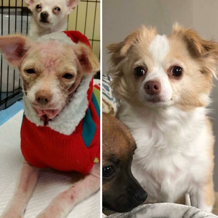 Lucia Was Skinny And Mangy And Naked And Itchy And Scared When Rescued From A Hoarder. Now She’s Fluffy And Happy And Dare I Say It A Bit Plump. Rescued By Good Karma In Florida