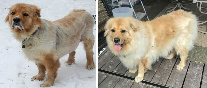 Charlie Was Rescued From A Shelter Suffering From Kennel Cough, Cushing's Disease (Excessive Thirst, Excessive Peeing), Skin/Hair Problems And A Tumor On Her Adrenal Gland. Now, She's My Parent's Fluffy Foster-Fail!