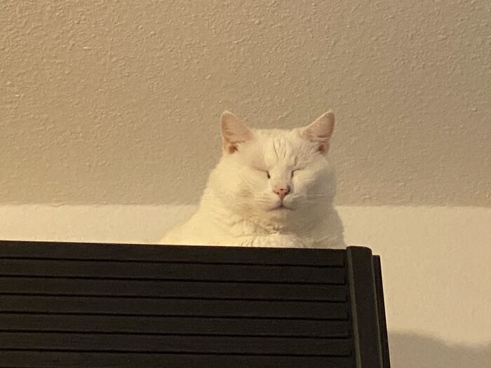 Pillow? Who Needs A Pillow?