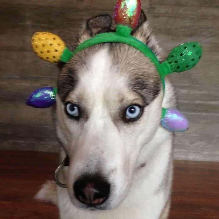 She Got Out The Christmas Decorations, Didn't She?