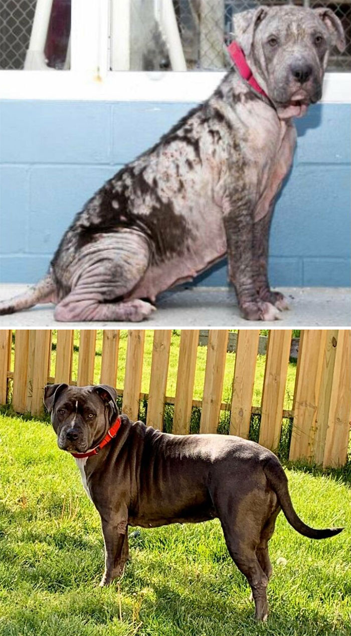 Meet Our Beautiful Rescue Sapphire! She’s Made Leaps And Bounds Since She Was Relinquished To The Shelter Almost A Year Ago