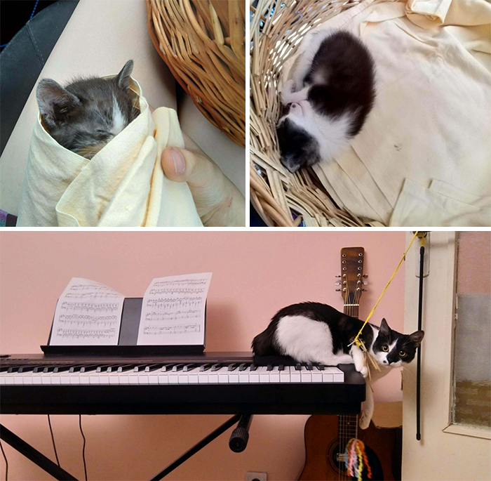 Saved This Purrito From A Street Gutter, She Was Tiny And Had A Respiratory Infection. 7 Months Later She's A Beautiful Lady