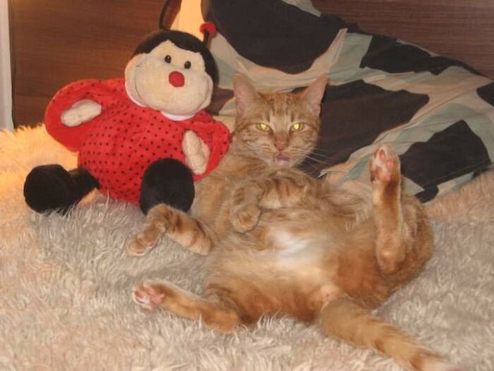 Our Oldest Cat Shushi The Switch. This Picture Is One Of The Gems In Her Collection.