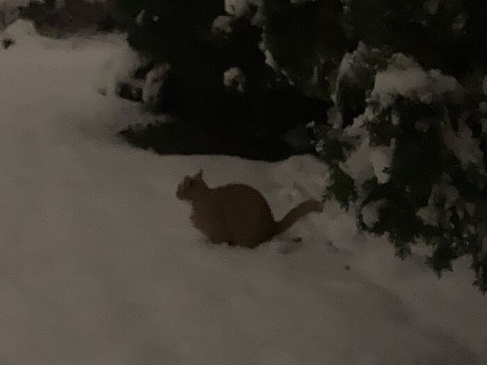 Neko Cat Squats In Snow