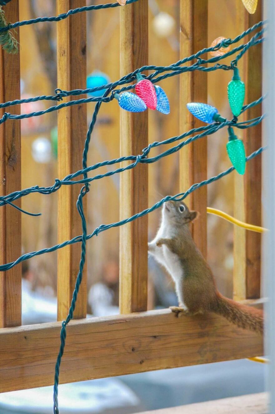 How Red Squirrel Stole Xmas Credited Michael Mccabe How Red Squirrel Stole Xmas Credited Michael Mccabe