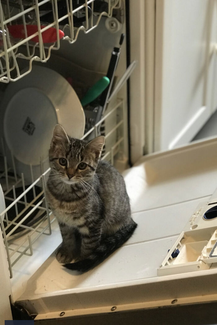 Insists On Helping With Dishes